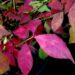Euonymus alatus-kikkapuu `Fireball` foto Kaie Ein