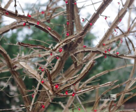 Eonymus alatus-tiivuline kikkapuu
