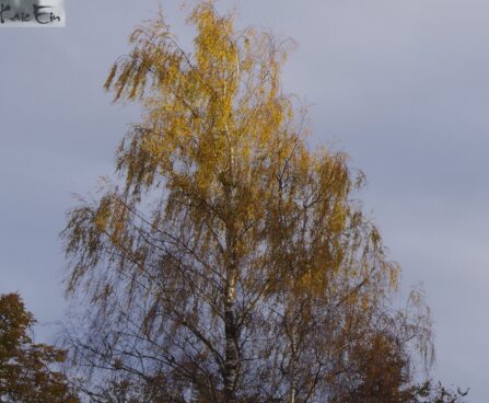 Betula pendula 'Dalecarlica'-dalekarlia kask