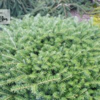 Abies koreana 'Green Carpet'-korea nulg