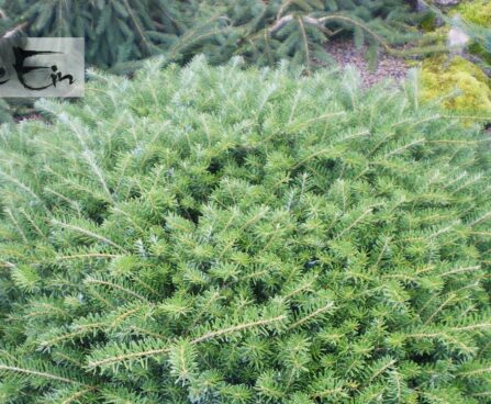 Abies koreana 'Green Carpet'-korea nulg