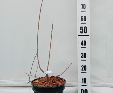 Exochorda racemosa `Niagara` õisenelas Szmit