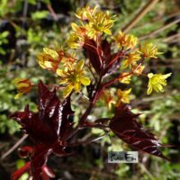 Acer platanoides `Faassen's Black`-harilik vaher