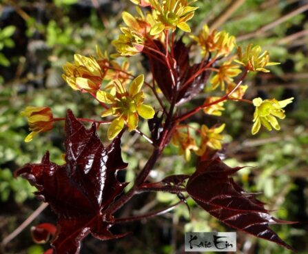 Acer platanoides `Faassen's Black`-harilik vaher