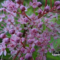 Filipendula rubra`Venusta`- punane angervaks