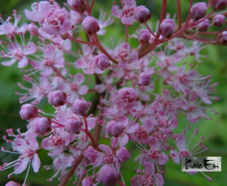 Filipendula rubra`Venusta`- punane angervaks
