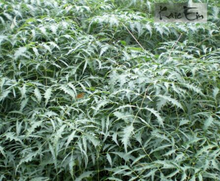 Aruncus dioicus-herilik kitseenelas `Kneiffi`