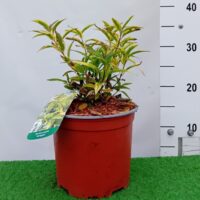 Deutzia gracilis 'Variegata'-kaunis deitsia