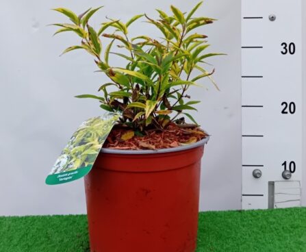 Deutzia gracilis 'Variegata'-kaunis deitsia