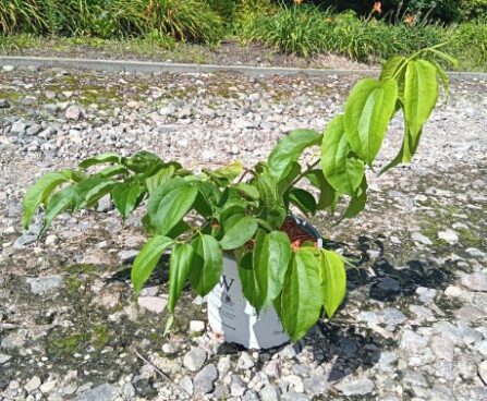 Heptacodium miconioides TEMPLE OF BLOOM -seitsmepojapuu