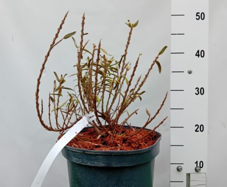 Hippophaë rhamnoides`Hikul`- astelpaju Szmiti foto