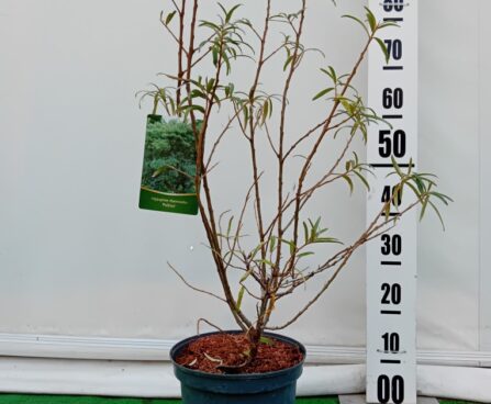 Hippophaë rhamnoides `Pollmix`-astelpaju szmiti foto