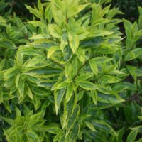 Forsythia intermedia 'Golden Times'-värdforsüütia