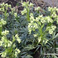 Helleborus foetidus-vinav lumeroos