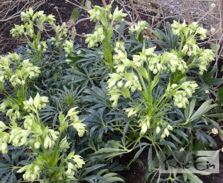 Helleborus foetidus-vinav lumeroos