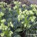 Helleborus foetidus-vinav lumeroos