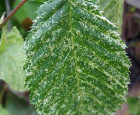 Carpinus betulus `Foliis Argenteovariegatis Pendula`-harilik valgepöök