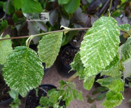 Carpinus betulus `Foliis Argenteovariegatis Pendula`-harilik valgepöök 2