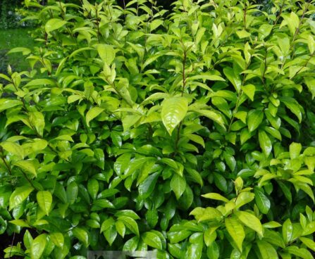 Calycanthus floridus-rohkeõieline vürtspõõsas