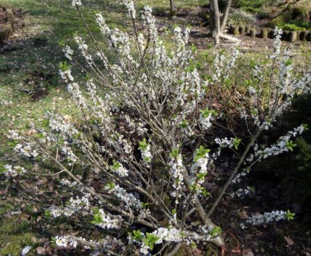Daphne mezereum `Alba`-näsiniin `Alba`