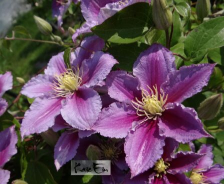 Clematis-`Piilu`-elulõng
