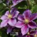 Clematis-`Piilu`-elulõng