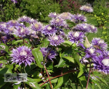 Clematis`Multi Blue`1-elulõng