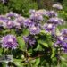 Clematis`Multi Blue`1-elulõng