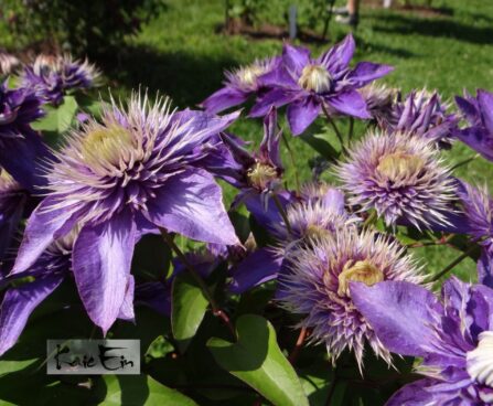 Clematis `Multi Blue`-elulõng