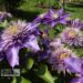 Clematis `Multi Blue`-elulõng