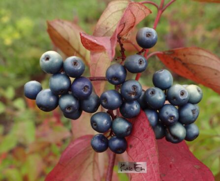 Cornus amomum-sinine kontpuu