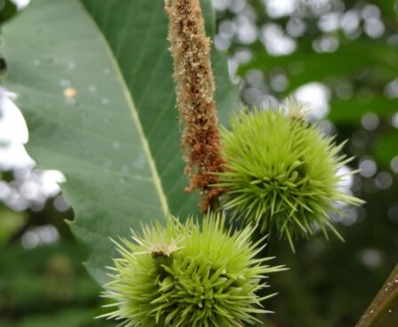 Castanea sativa- kastan