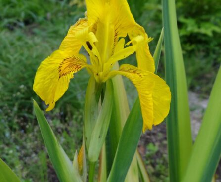Iris pseudacorus `Variegata` -kollane iiris