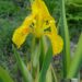 Iris pseudacorus `Variegata` -kollane iiris
