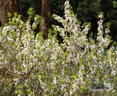 Daphne mezereum `Alba`-`näsiniin