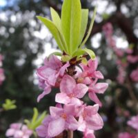Daphne mezereum `Compacta`-näsiniin