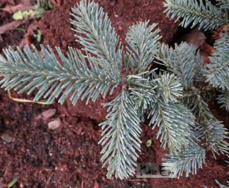 Abies laciocarpa `Argentea`-mäginulg