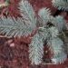 Abies laciocarpa `Argentea`-mäginulg