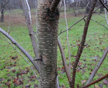 Betula maximowicziana-Maximowiczi kask