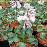 Hosta `Ruffled Mouse Ears`