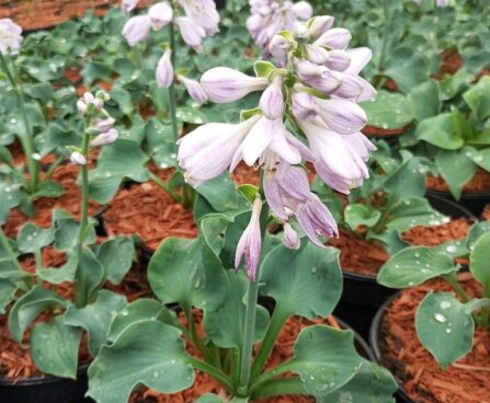 Hosta `Ruffled Mouse Ears`