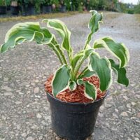 Hosta `Let's Twist Again`