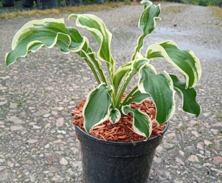 Hosta `Let's Twist Again`