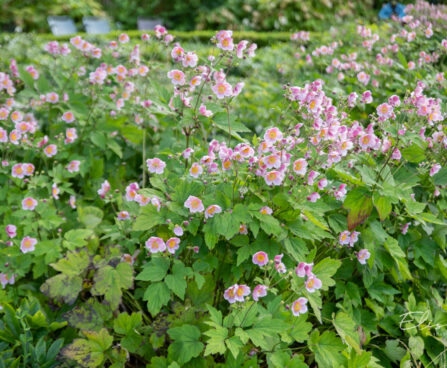 Anemone hupehensis hubei ülane