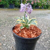 Hosta 'Mini Skirt'