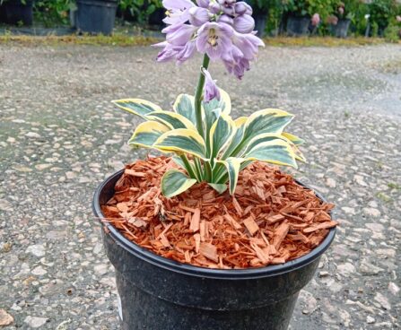 Hosta 'Mini Skirt'