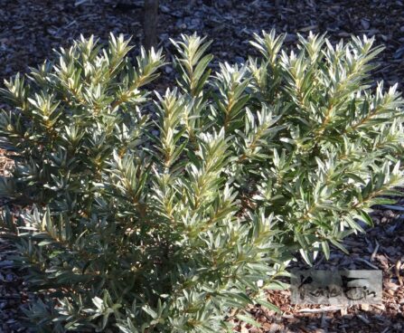 Hippophaë rhamnoides`Hikul`-astelpaju