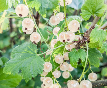 Ribes rubrum f. leucocarpum valge sõstar