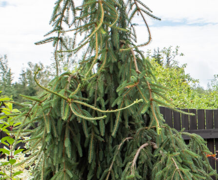 Picea abies `Frohburg` harili kkuusk