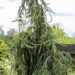 Picea abies `Frohburg` harili kkuusk